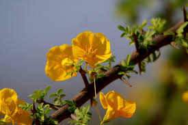 Image result for Rhigozum zambesiacum