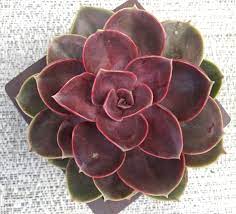 Here's a buying guide that will help you get the best christmas cactus pots. Echeveria Petra S Perle Or Echeveria Magic Red A Perle Von Nurnberg Hybrid With Maroon And Copper Leaves Avoid Direc Purple Plants Echeveria Succulents