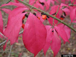 Maine Natural Areas Program Invasive Plants Burning Bush