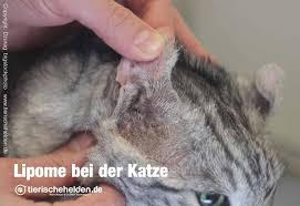 Fettknubbel Bei Der Katze Lipome Symptome Und Behandlung Tierischehelden