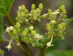 Image result for Cissus humbertii