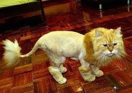 So we give it a lion cut once a year ourselfs, we bought a trimmer special for cats and it just needs alot of patience. The Maine Coon Lion Cut Pros And Cons Maine Coon Expert