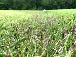 Zoysia grass offers better shade tolerance than other warm season grasses. Zoysiagrass K State Turf And Landscape Blog