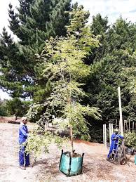 Image result for Celtis africana
