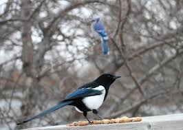 What birds are in my backyard in utah? Black Billed Magpie And Blue Jay Birdwatching
