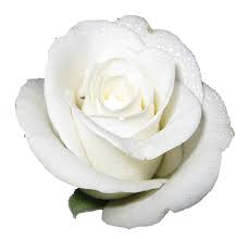 Rose Transparent Png Isolated Flower Roses Various Colours For Patchwork White Flower Png White Rose Png Rose Tumblr