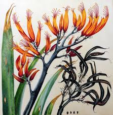 Native drawing new zealand flowers. Selected New Zealand Artists For Ngai Tipu Taketake Indigenous Flora Botanical Art Worldwide 3 Botanical Art Artists