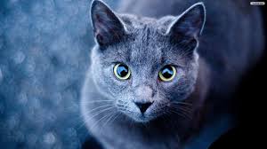 We have 89+ background pictures for you! Cats Wallpapers 68 Background Pictures