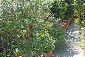 Voici des idées d'arbustes à fleurs pour la jardin ou en pot qui fleurissent toute l'année. Balcon Plein Sud Plantes Et Amenagement Cote Maison