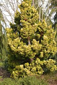 Image result for Cryptolepis obtusa