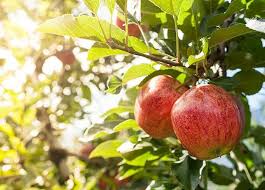 Hampir semua orang indonesia mengenal buah yang satu ini, yaps pisang. Makanlah Buah Apel Setiap Hari Untuk Dapatkan 10 Khasiat Sehat Ini