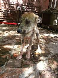 We have 2 puppies left available for adoption at our event at the double shovel cider company in anchorage. Starving Husky Was Clinging To Her Puppy When Rescued From Side Of Highway