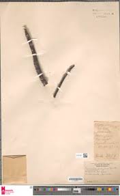 Image result for Antrocaryon