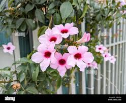 Image result for Bertiera aethiopica