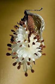 Pin On Fruit Seeds