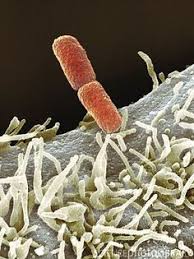 Pin On Electron Microscope