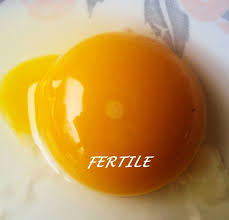 How long do eggs stay good for? How To Tell Fertilized Chicken Egg From Unfertilized Egg Hobby Farms