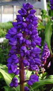 Image result for Dichorisandra