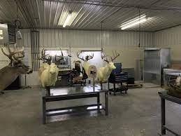 Custom Eeer Taxidermy Mounts In Wisconsin Over 6000 Sq Ft Deer Taxidermy Facility Located Between Madison Janesvil Taxidermy Taxidermy Mounts Taxidermy Decor