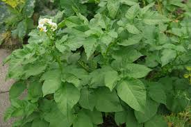 Image result for Solanum tuberosum