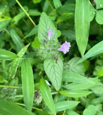 Image result for Clinopodium