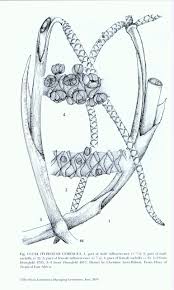 Image result for Eriospermaceae