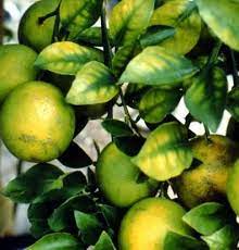Diagnosing Citrus Tree Problems Hopefully My Nitrogen And Epsom Salts Will Rejuvenate My Baby Orange Tree Citrus Trees Citrus Plant Growing Fruit Trees