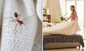 If water is no longer available in their colonies, they will look for other areas where they can get fresh supplies. How To Get Rid Of Ants In Bedroom Express Co Uk