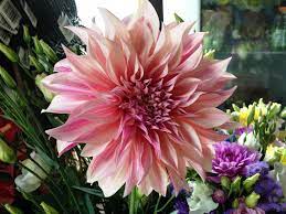Dahlias Flowers Murray Ut Best Flower Wallpaper