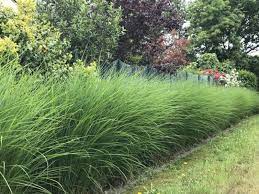 Découvrez notre sélection de 7 vivaces à effet décoratif permanent ! Haie Sans Entretien 4 Solutions Geniales Amenager Son Jardin