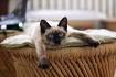 Siamese cat - Wikipedia