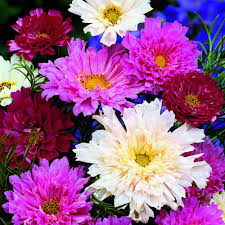 Image result for Cosmos bipinnatus `Double Click`