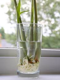 Ini kerana bekas tanaman seperti pasu, botol atau bekas tanaman untuk menempatkan pokok tersebut akan. Cili Padi 6 Lagi Tanaman Yang Mudah Ditanam Sendiri Di Rumah Duduk Kondo Pun Boleh