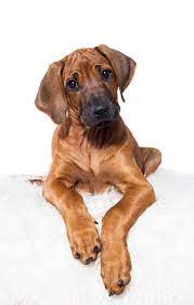 Rhodesian Ridgeback Puppy Rhodesian Ridgeback Puppies Rhodesian Ridgeback Rhodesian Ridgeback Dog