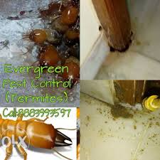 Discuss tiruchirappalli travel with tripadvisor travelers. Evergreen Pest Control Services Trichy Tamilnadu Pest Control Service In Tiruchirappalli