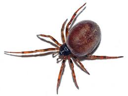 Here are 10 fun facts about these amazing spiders. False Widow Spider Ten Facts About Britain S Most Poisonous That Almost Claimed Builder S Leg Mirror Online