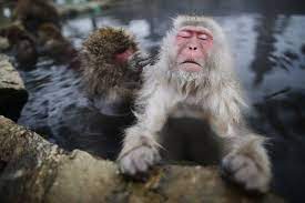 These Snow Monkeys Keeping Warm In A Hot Spring Are Very Happy With Life Japan Foto Varmt