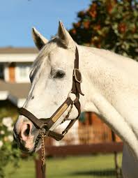 Image result for Copper Chestnut 2012 Cygnet