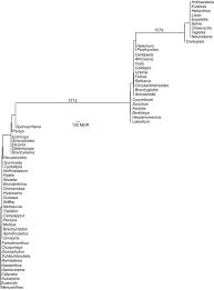 Image result for Athroisma gracile