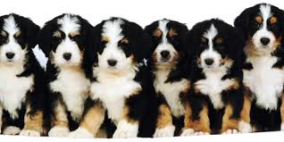 We don't currently have any bernedoodle puppies available for sale, however we do have a general wait list do bernedoodles shed? Home Swissridge Berenedoodles