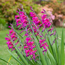 Image result for Gladiolus zambesiacus