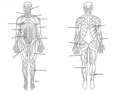 To you our muscle chart, match the corresponding number on the muscle diagram with the one listed in the muscle chart. Human Skeleton Diagram With Labels Koibana Info Muscular System Muscle Diagram Human Body Diagram