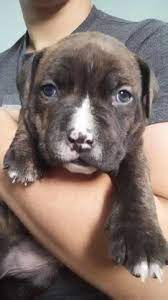 5 miles 10 miles 25 miles 50 miles 100 miles 200 miles 500 miles. Pitbull Puppies For Sale Connecticut