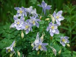 Beautiful blue columbine flower from the mountains of colorado. Aquilegia Coerulea Colorado Blue Columbine World Of Flowering Plants
