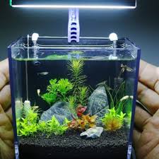 Namun, kamu juga tetap harus memperhatikan fungsi lain yang tidak hanya sebagai hiasan di akuarium aquascape. 7 Jenis Ikan Kecil Terbaik Untuk Akuarium Kecil Di Rumahmu Pintarpet
