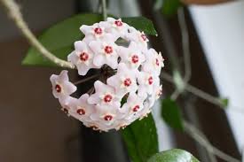 Image result for hoya plant flower