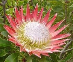 Check spelling or type a new query. Flower Meaning Strength Courage And Love Flower Meanings Protea Flower Flowers