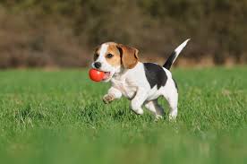 The family's terrier dug up and ate the mouse, and was comatose in intensive care for nearly a week. When Can Puppies Go In The Backyard What You Need To Know In 2020