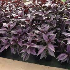 Image result for Strobilanthes