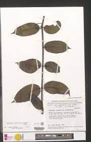 Image result for Landolphia ligustrifolia